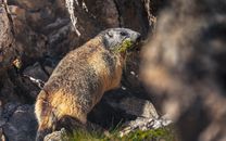 Brown and Black Animal on Brown Rock