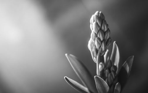 Grayscale Photo of a Plant