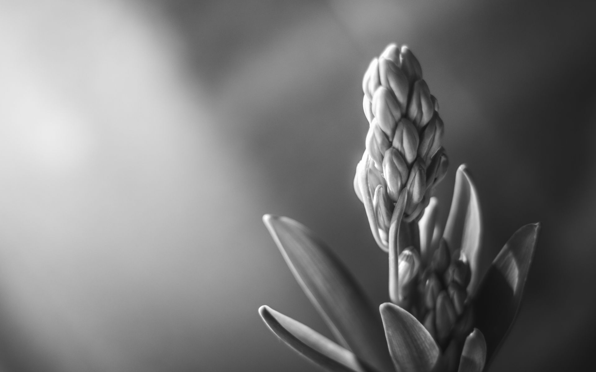Elegant monochrome close-up of a budding hyacinth flower, perfect for artistic decor.