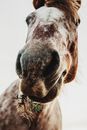 Portrait of Pinto Horse Chewing Green Plant