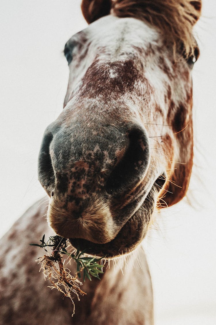 Portrait Of Pinto Horse Chewing Green Plant