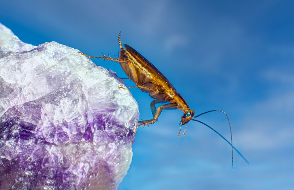 A large roach on a surface, representing the outdoor Florida woods roach
