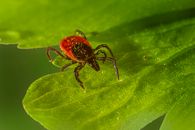 Tick on Green Leaf