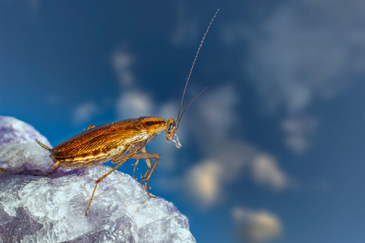 A Close-up Shot Of A Cockroach