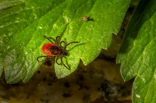 Orange and Black Insect on Green Leaf