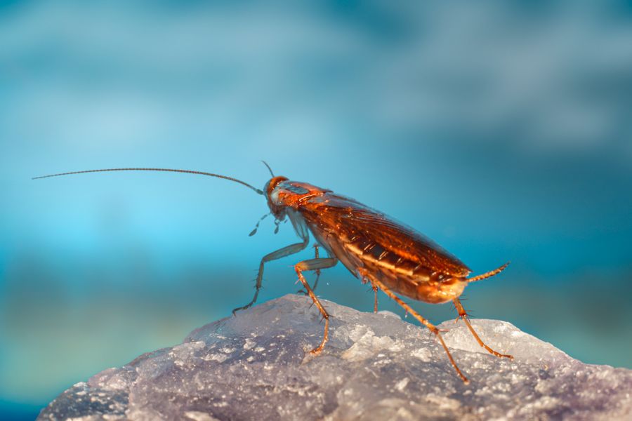 Close-up photograph of a German cockroach on a reflective surface