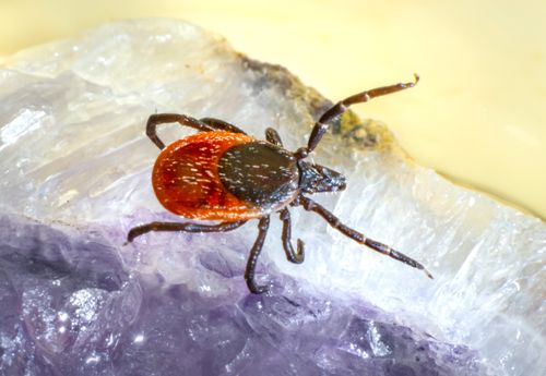 Free Macro shot of a brown tick resting on a purple amethyst gemstone surface. Stock Photo