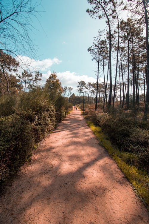 Kostenloses Stock Foto zu außerorts, bäume, feldweg