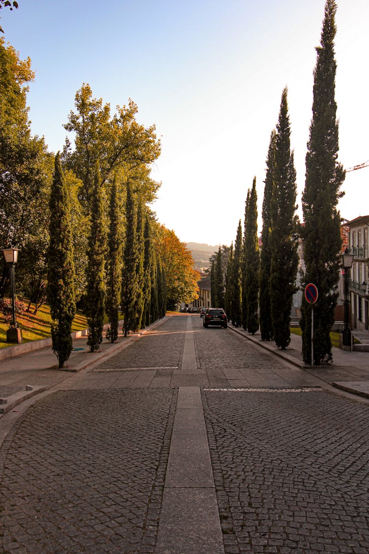 Trees Growing On Sides Of Alley