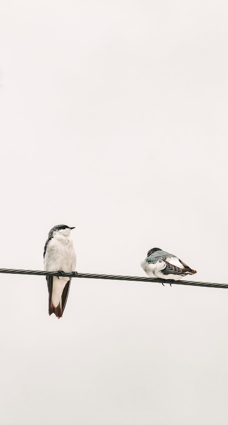 Birds Perching On Wire