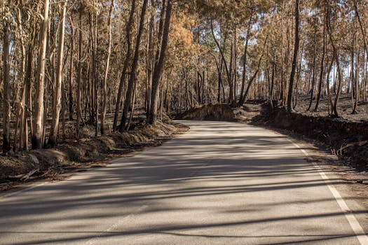 Photo by Simão Moreira A winding road cutting through a forest of burnt trees, casting shadows on a sunny day.