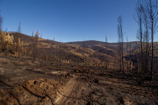 Photo by Simão Moreira Aerial view of a barren landscape after a wildfire, featuring bare trees and hills under a blue sky.