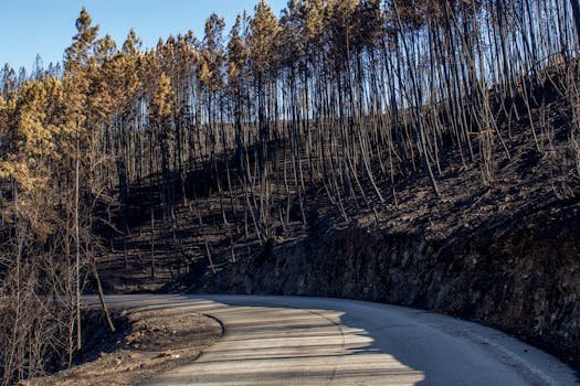 Photo by Simão Moreira Winding road through a forest landscape after a wildfire, showing burnt trees and a clear sky.