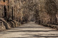 Gray Road in Between Trees