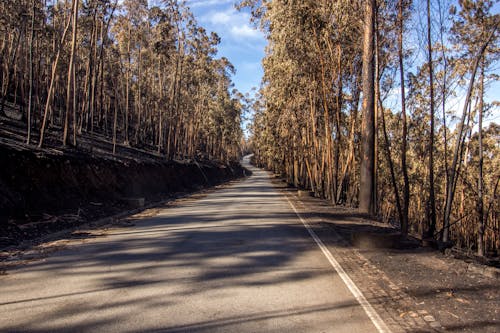 Gray Concrete Road Between Trees