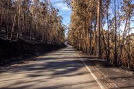 Gray Concrete Road Between Brown Trees