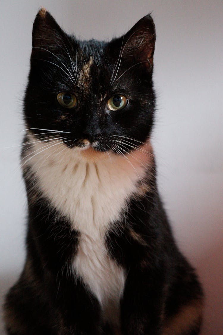 Close-Up Shot Of A Cat 