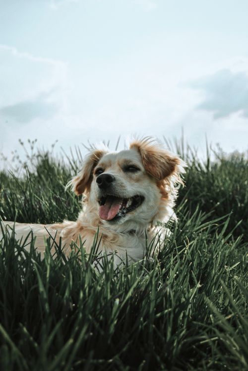 Free A cheerful dog enjoying a day outdoors in a lush green grass field. Stock Photo
