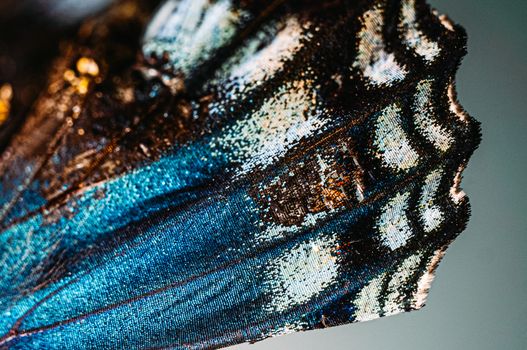 Detailed macro photo highlighting the vibrant colors and patterns of a butterfly wing.