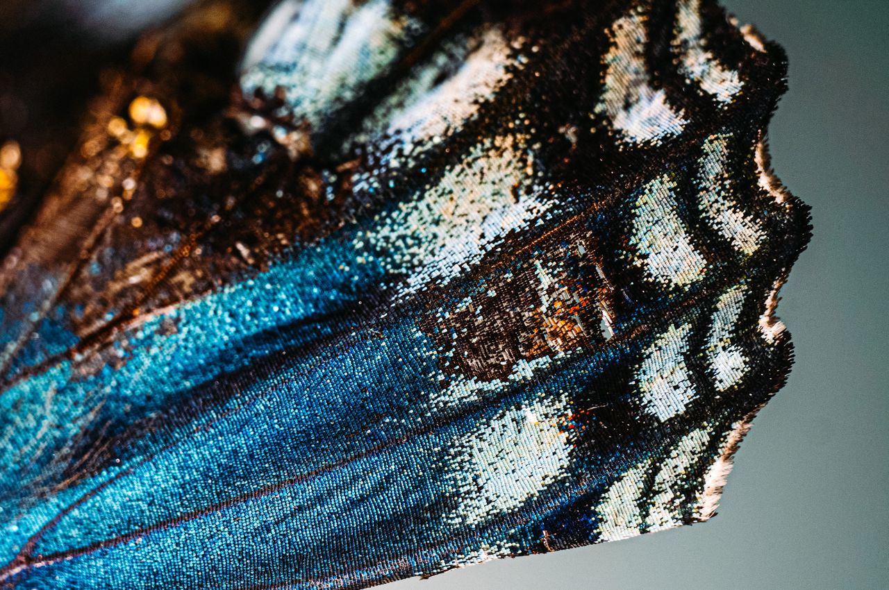 detailed macro photo highlighting the vibrant colors and patterns of a