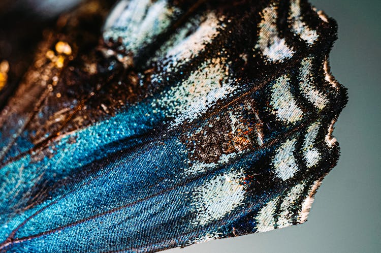 Close-up Of Butterfly Wing On Blur Background