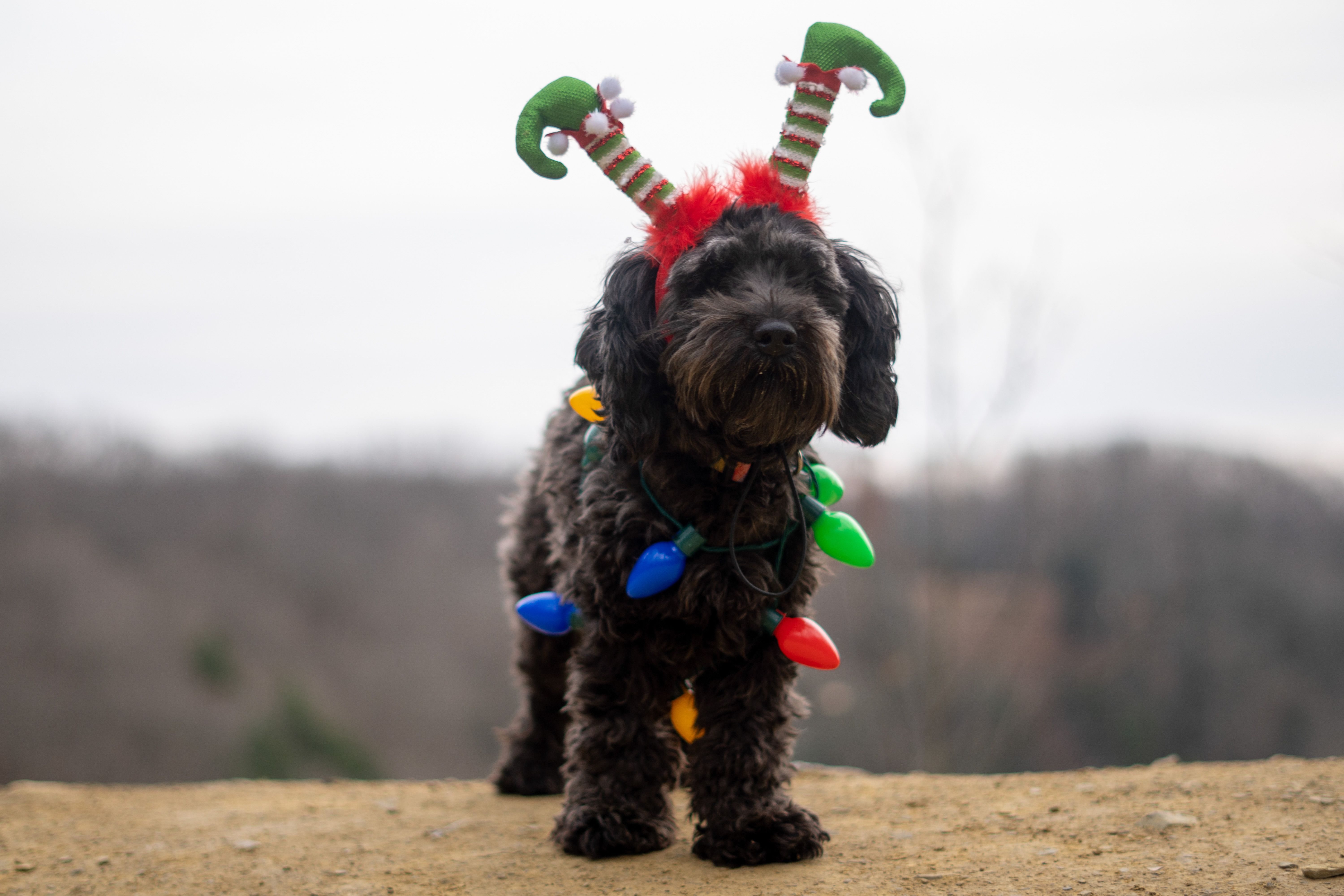 Adorable dog wearing holiday decorations with festive lights outdoors.