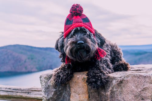 A Cute Dog Wearing a Knitted Cap