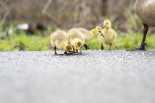 Free Close-up of fluffy ducklings exploring pavement in springtime. Stock Photo