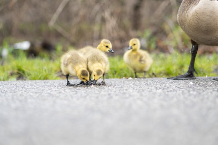 Ducklings Walking On Ground