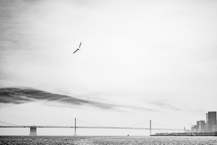 Bird Flying Above Bridge 