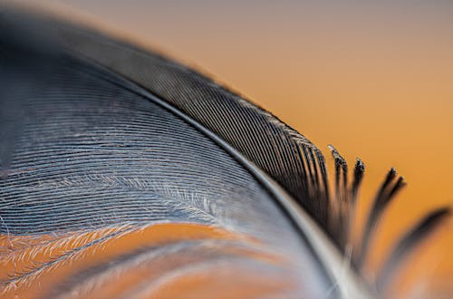 Close-up of a Gray Feather on Orange Background 