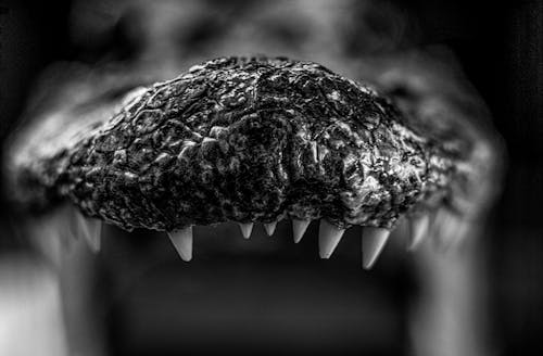 Macro Photography of Alligator Teeth