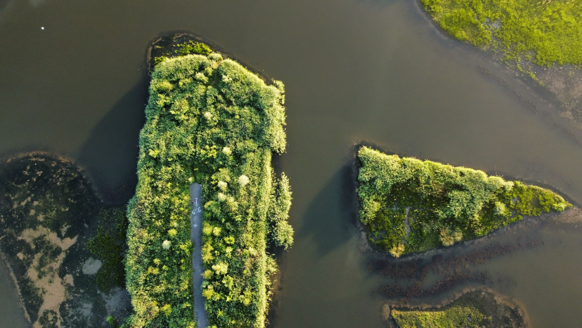 De Biesbosch