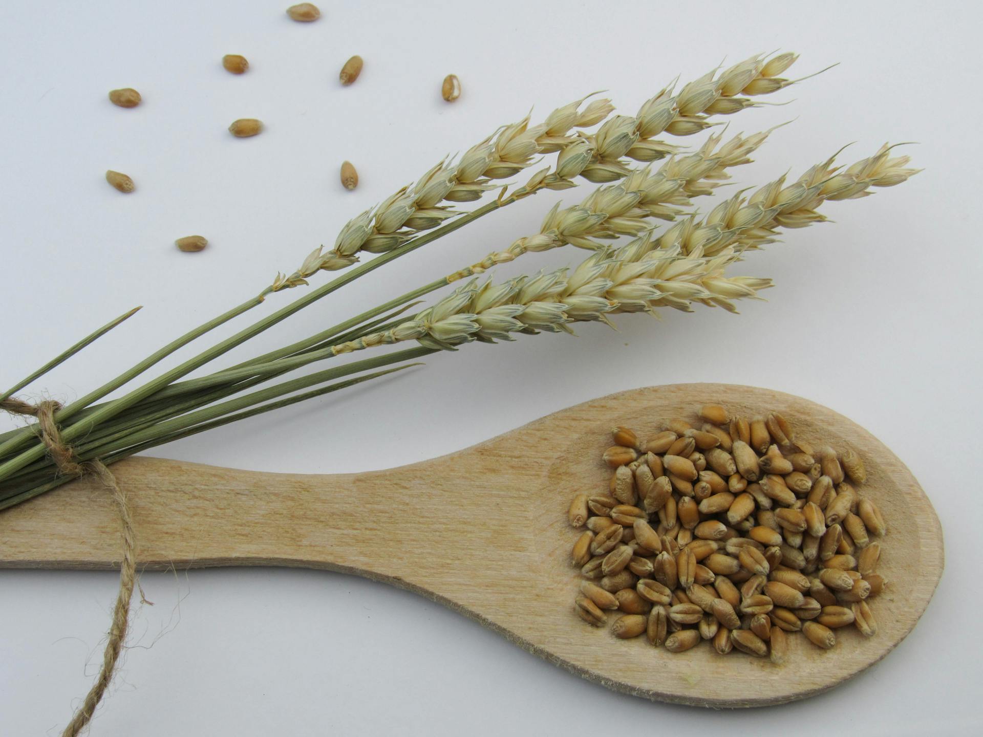 Brown Wheat on White Surface