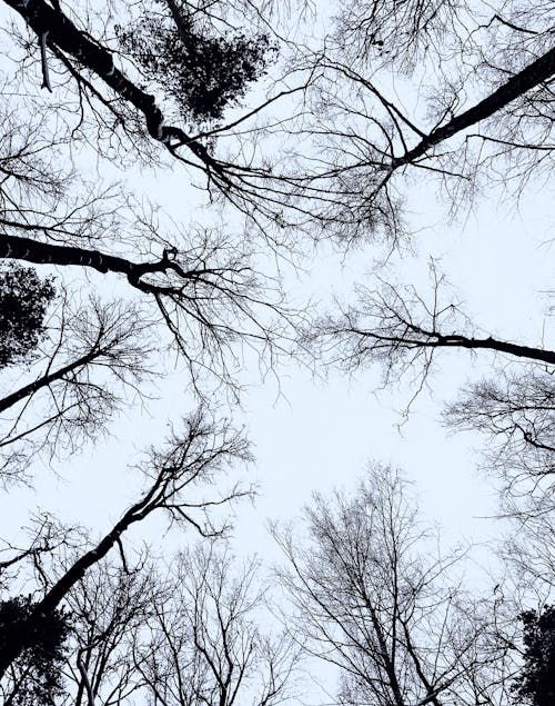 grátis Foto profissional grátis de árvores nuas, céu, filiais Foto profissional