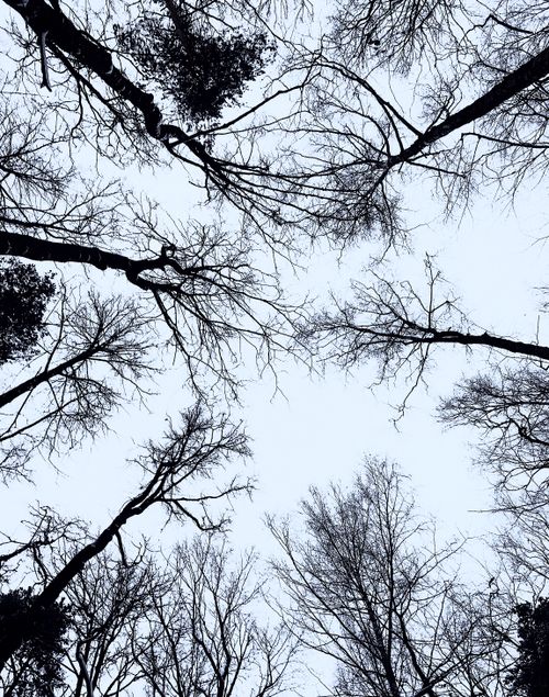 Free Bare tree branches reaching out against a clear sky, creating a natural frame. Stock Photo