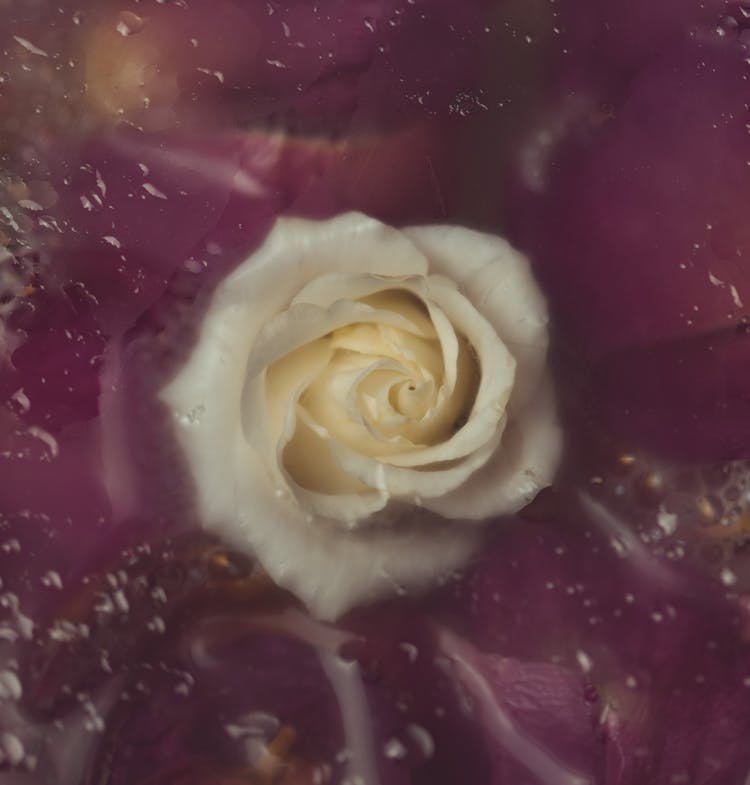 White Rose On Water Close-Up Photo