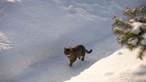 Free A tabby cat walks in a snowy outdoor setting during winter, surrounded by pristine snow. Stock Photo
