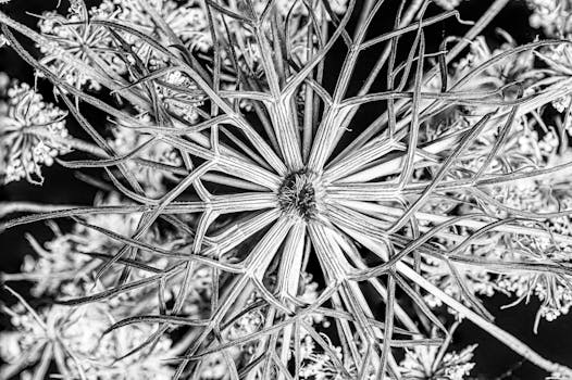 Intricate monochrome image capturing a detailed floral pattern of a dried flower.