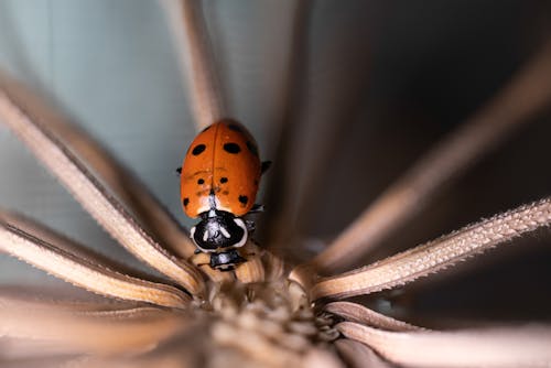 Foto stok gratis beetle, bug wanita, fokus selektif