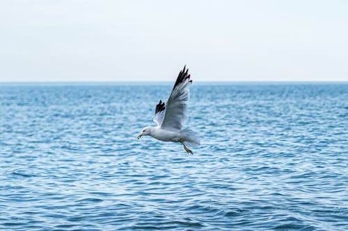 White Bird Flying over the Sea