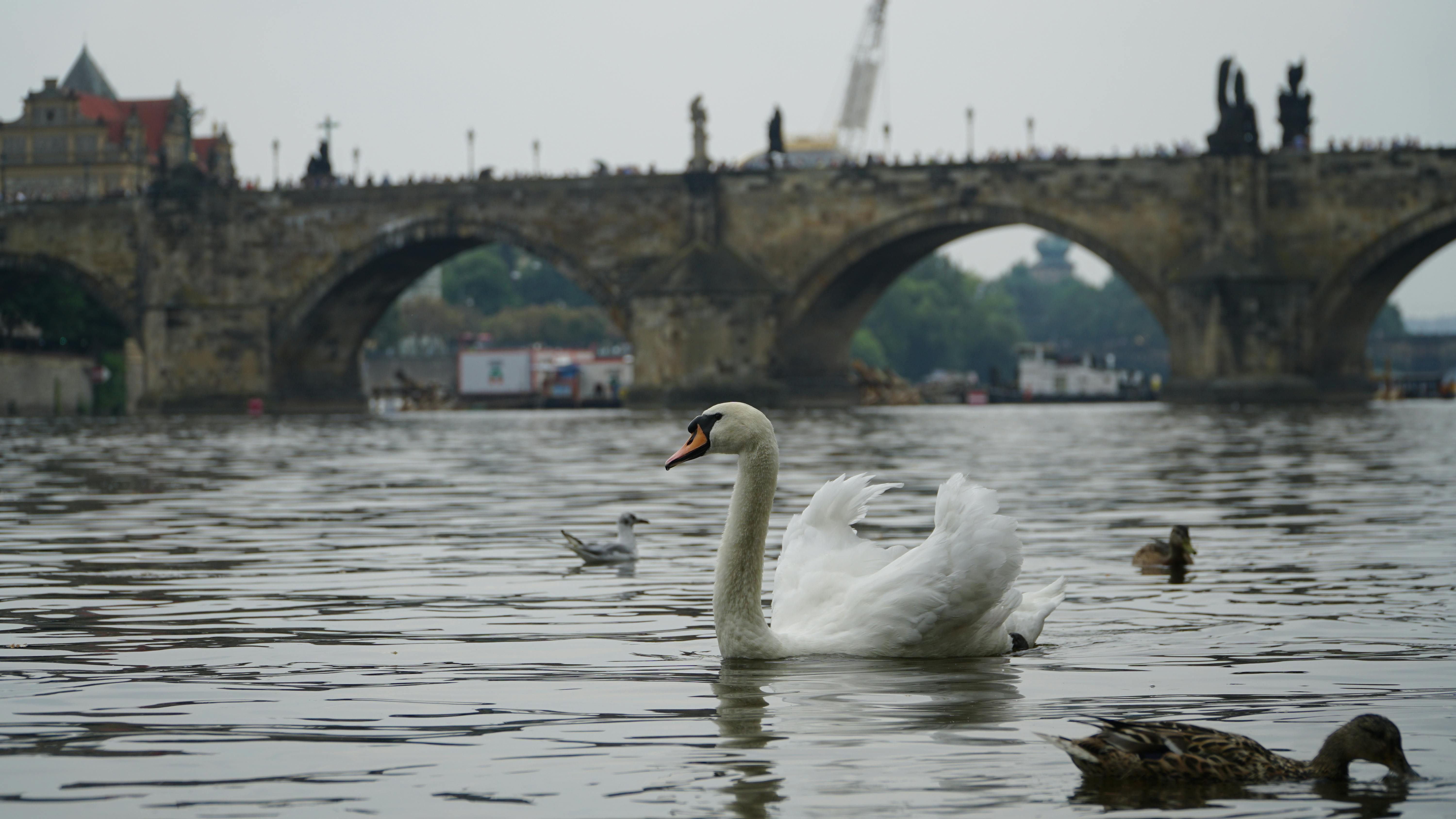 Sweden’s Continued Dominance