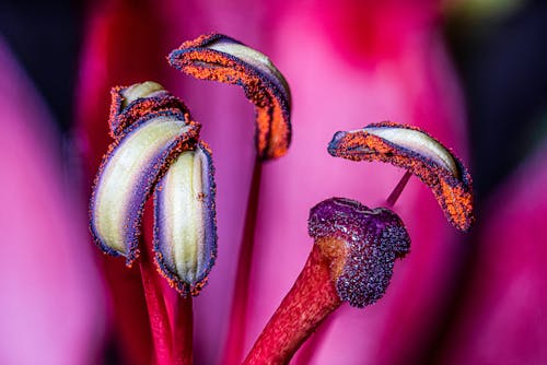 Gratis arkivbilde med blomster, blomsterblad, blomsterfotografering