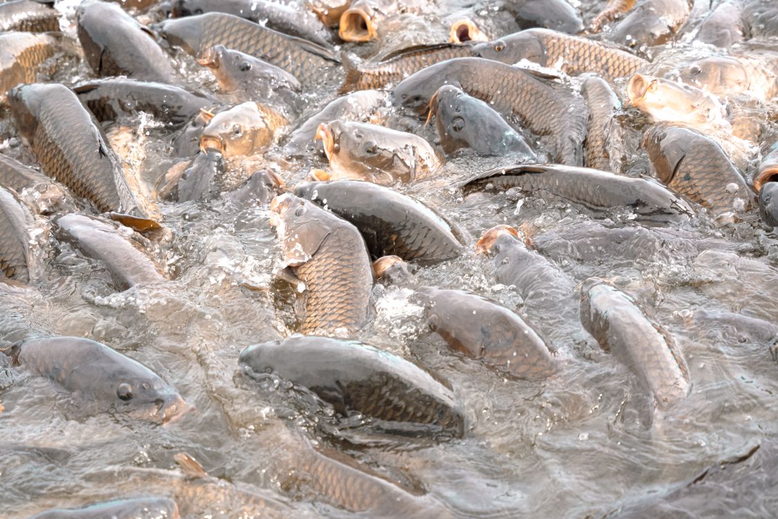 Gray Fish on Water · Free Stock Photo