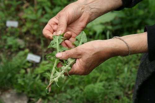 Free stock photo of dandelions, medicinal herbs