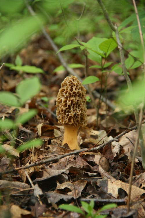 Free stock photo of morel, mushroom