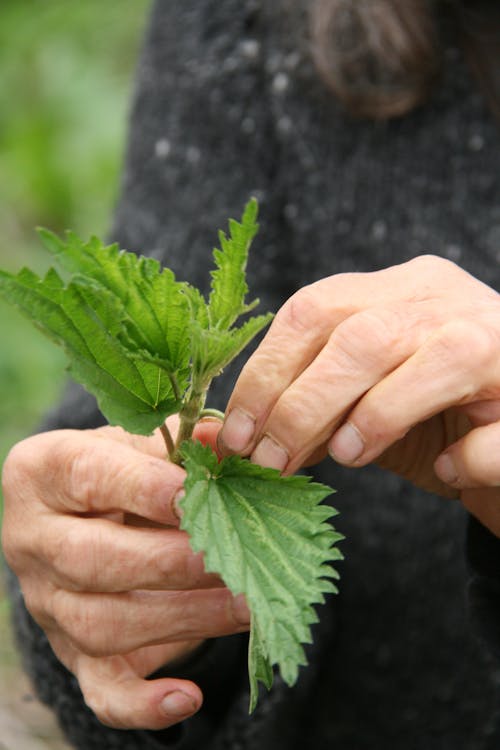 Free stock photo of medicinal plant, nettle