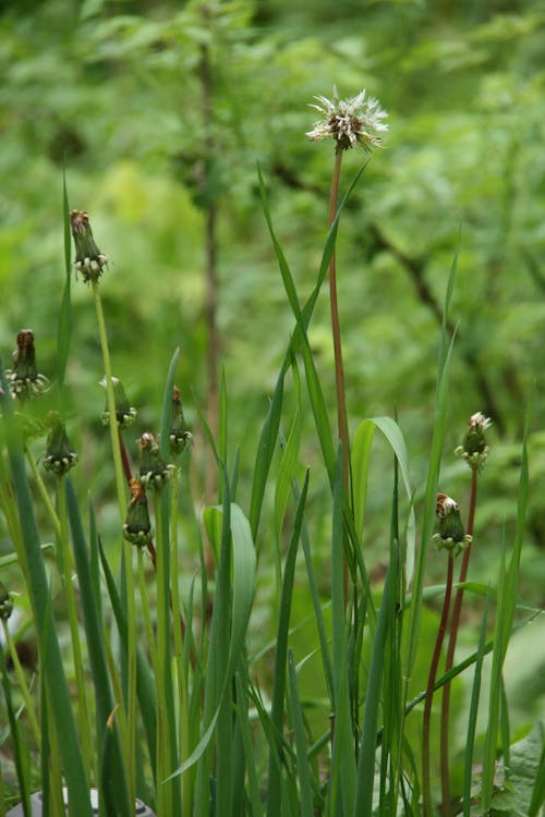 Free stock photo of dandelion