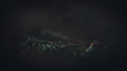 Free Pine Tree Leaves Photo Stock Photo