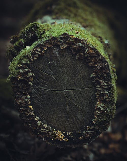 Macro Photography of a Tree Log